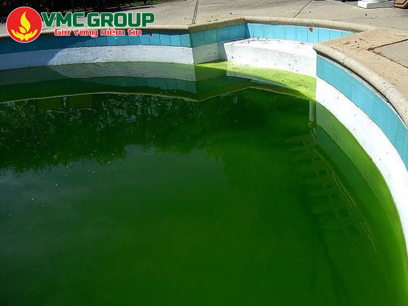 Nguyên nhân gây ra hiện tượng rêu trong hồ bơi